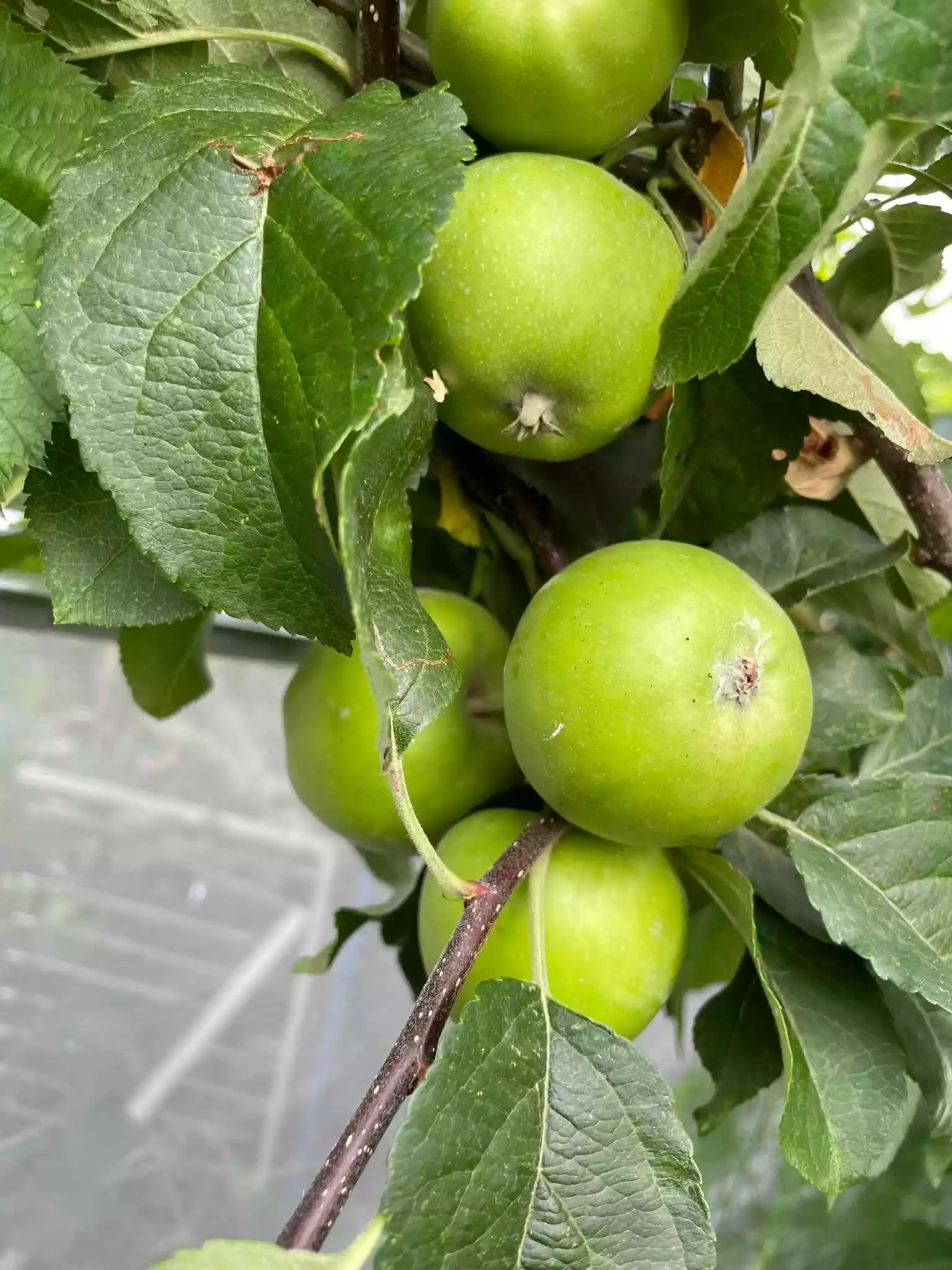 fromthegarden Apples