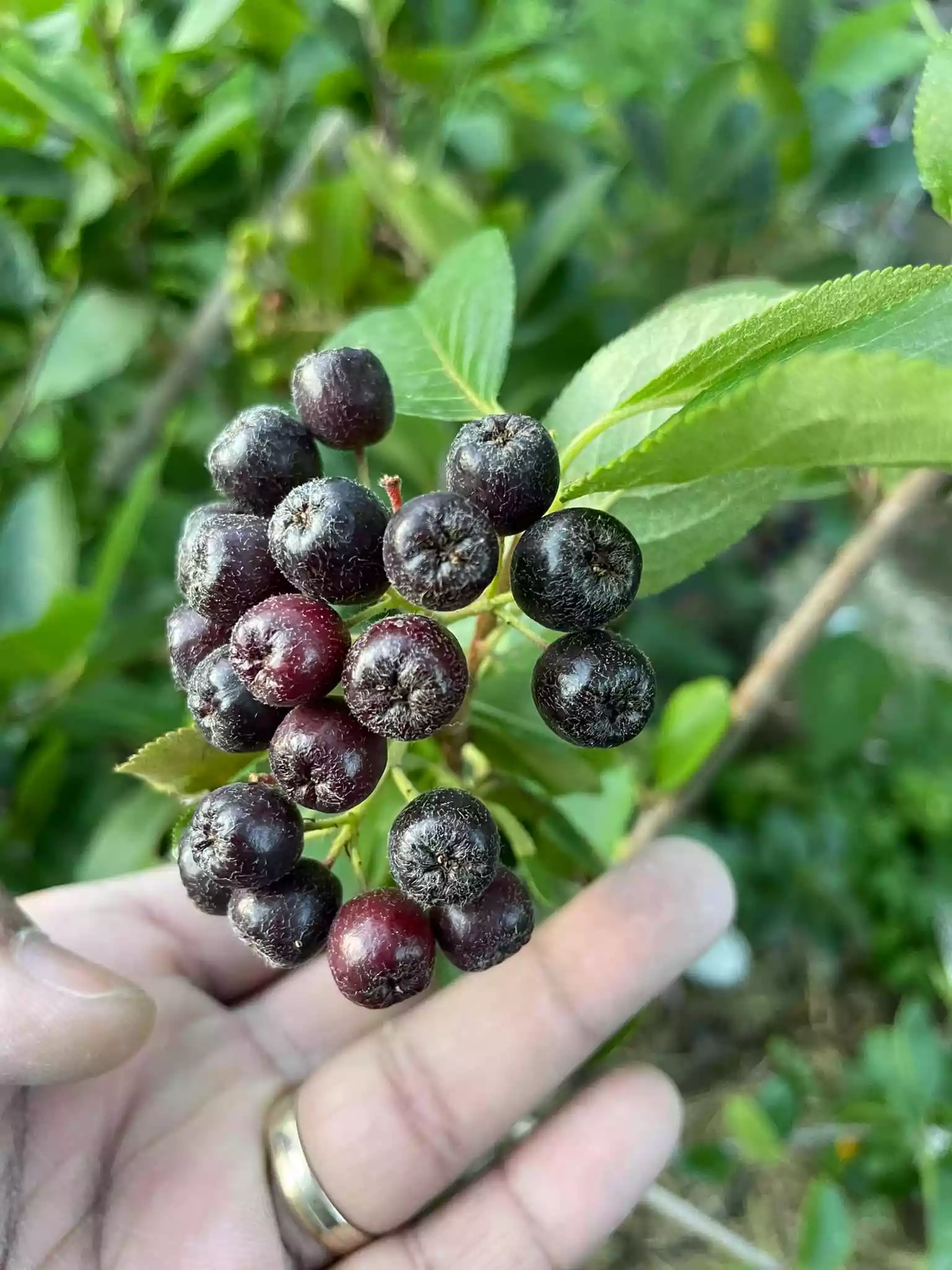 fromthegarden Aronia melanocarpa
Rich in fiber, vitamin C, and powerful antioxidants that may have heart-healthy, immune-boosting, and anticancer properties. You can add fresh aronia berries to many recipes, try them in juices, jams, and syrups, or use them as a supplement.