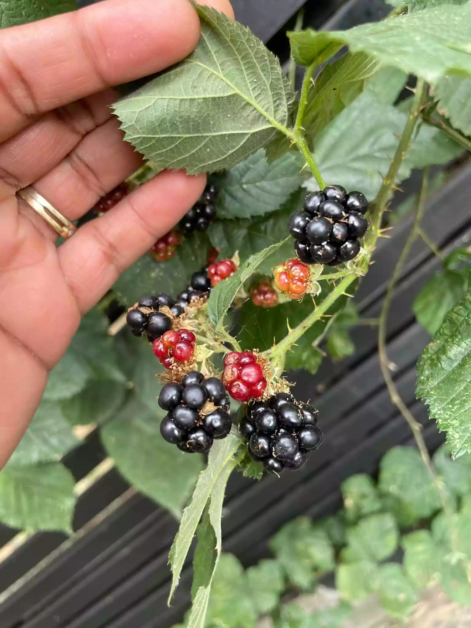 fromthegarden Wild Blackberries